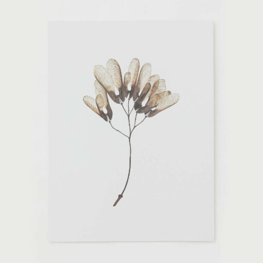 Flower Poster