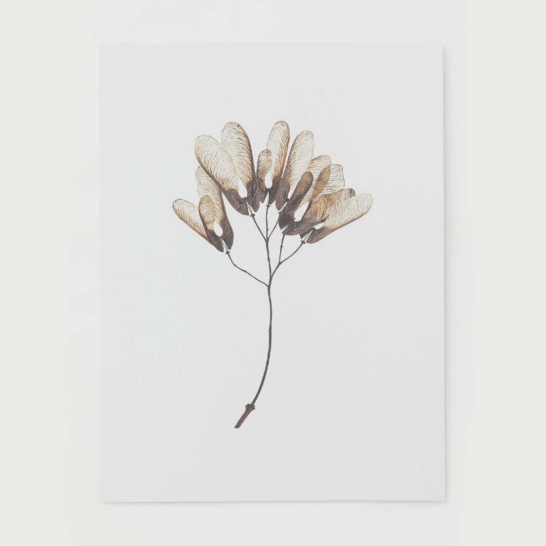 Flower Poster